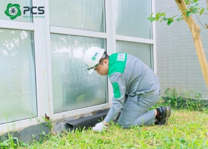 cách diệt kiến gió trên giường